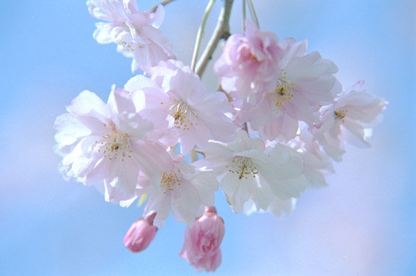 Pecinta Bunga Bunga Sakura